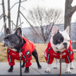 Windproof And Rainproof Dog Large Dog Raincoat - Image 5