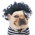 Pet Wig Afro Head Bangs Pigtail - Image 2