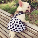 Dog Black Senior Cute Tutu Skirt - Image 3