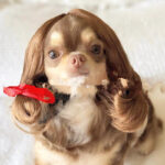 Pet Wig Afro Head Bangs Pigtail - Image 4