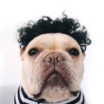 Creative Pet Simple Funny Wig Headgear - Image 7