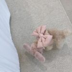 Cute Bow Autumn And Winter Plush Dog Breast Strap - Image 2