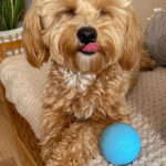 Cat Toys To Get High And Relieve Boredom Teasing Cat Stick Smart Rolling Ball - Image 2