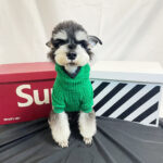 Pet Clothes Green Terry Sweater Hoodie Fashion - Image 5