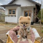 New Warm Lamb Wool Flower Dog Sweater - Image 2