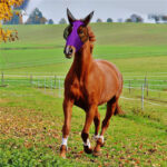 Lycra Horse Fly Mask With Ears Comfort Fit Mesh Trail Pasture Sun UV Protection - Image 10