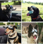 Pet Waterproof Windproof Sunscreen And UV Protection Glasses - Image 6