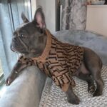 Clothes Medium And Large Puppy Casual Brown Letter Sweater - Image 6