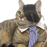 Pet Wig Fox Cat Funny Dress Up - Image 5