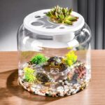 Transparent Plastic Ecological Desktop Landscaping Feeding Fish Tank - Image 2