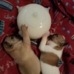 Dog Bionic Automatic Feeding Bottle Bubble Milk Bowl - Image 3