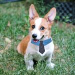 Durable Pet Collar Adjustable Denim Pet Collar With Star Pattern Dog Necktie For Holiday Weddings Formal Events For Dogs - Image 5
