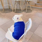 Bichon Corgi Warm And Thick Winter Clothes - Image 5