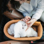 Anti-dirty Artifact For Dogs In Car Central Control Den - Image 7