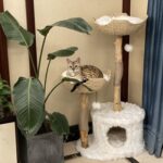 Flower Cat's Nest Platform Grasping Board Integrated Climbing Frame - Image 6