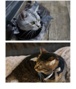 Halloween Super Cute Bat Little Wing Hooded Cloak - Image 2