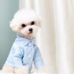 French Small Incense Style Fighting Pet Clothes Dog Pajamas - Image 2