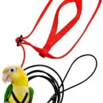 Parrot Flying With Flying Rope And Bird Harness - Image 9