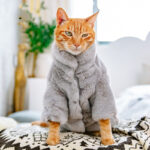 Hairless Cat Clothes For Autumn And Winter Are Thickened And Velvet - Image 4