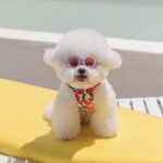 Dog Cat Cute Sunglasses Jewelry Photo - Image 8