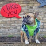 Pet Dog Washed Denim Jacket Clothes - Image 10