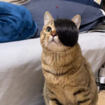 Pet Wig Fox Cat Funny Dress Up - Image 4
