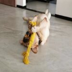 Modern Dog Bite Toy Tear-resistant Solid Color Dog Chew Toy Universal Pet Puppy Dog Chewing Toy - Image 7