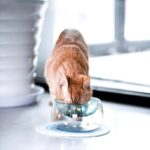 Home Creative Glass Cat's Claw Bowl - Image 2