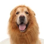 Pet Supplies Dog Wig Dog Hat Lion Head Cover - Image 2