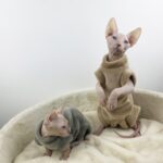 Sphinx Hairless Cat Flannel Thermal Four-legged Jacket - Image 3