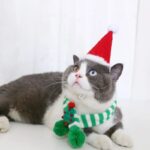 Accessories Adjustable Small Puppy Winter Warm Dog Cat Christmas Knitted Scarf Collar Kitten Scarves Pet Clothes For Chihuahua - Image 6