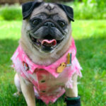 Pet Dog Washed Denim Jacket Clothes - Image 5