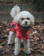 New Autumn And Winter Quilted Snow Warm Waterproof Large Dog Cotton Jacket Coat Jacket - Image 10