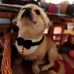 Cat Knitted Gentleman Scarf Collar Magician Hat Small - Image 5