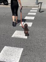 Dog Traction Chain Big Sausages Traction Rope Thick Funny Pet Traction Belt For Small Medium Pet Accessories Dog Leads String - Image 2