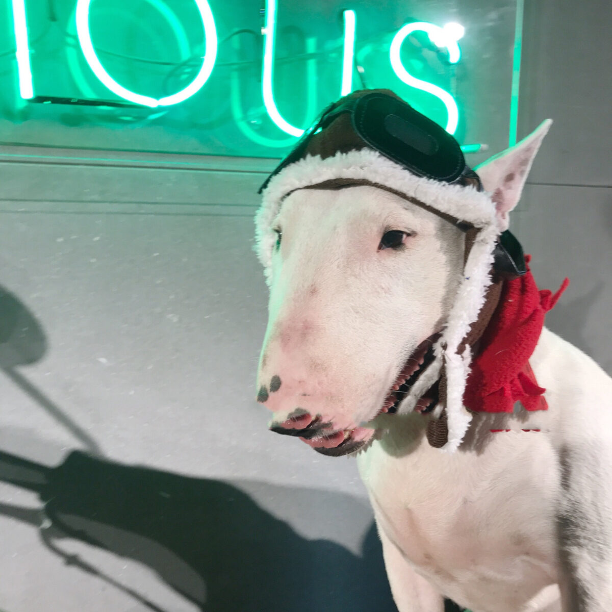 Pet Cross-dressing Red Scarf Flying Cap Set - Image 2