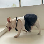 Pomeranian Small Dog Jarre Aero Bull Dress - Image 5