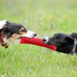 Durable Dog Bite Stick Creative Dog Tug Chew Stick For Teeth Cleaning, Ideal For Medium Breeds Stick For Interactive - Image 9