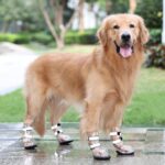 Waterproof Shoes For Pets Splash Proof Large Dogs - Image 4