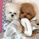 Pet Bath Towel Bathrobe Photo Prop Nightgown Pajamas Dog Pet Bichon Teddy - Image 2