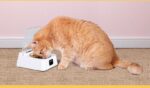 Automatic Switch Moisture-proof Smart Feeder Cat And Dog Bowl - Image 4