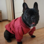 Dog Winter Clothes Padded Warm Jacket Plus Velvet - Image 2