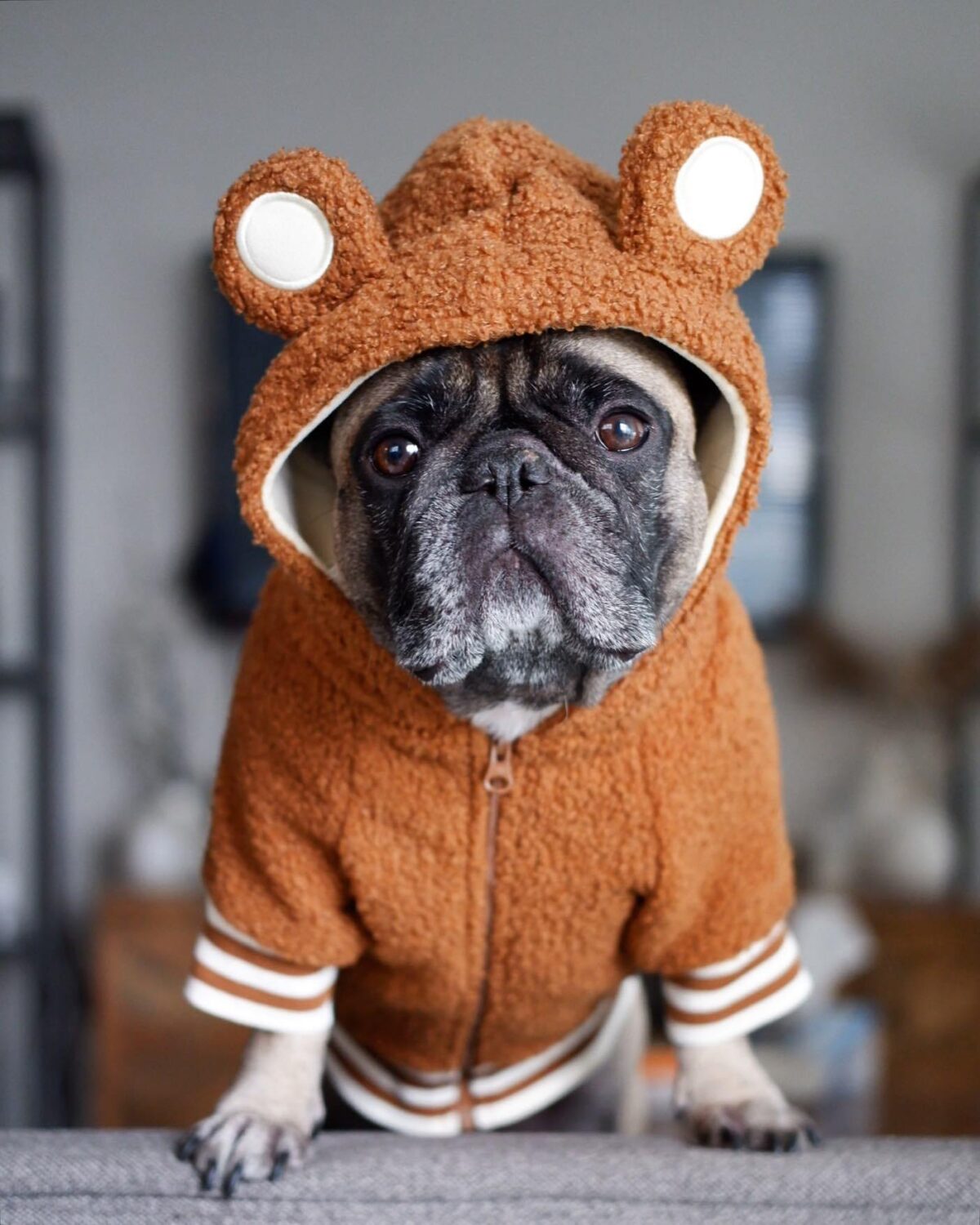 Pet Fashion Brand Fleece-lined Warm Ear-standing Sweater - Image 3