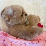 Pocket Love Tibetan Food Bear Toy Sleeping Dog - Image 3