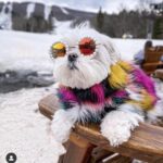Cat Glasses Pet Dog Pearl Sunglasses - Image 5