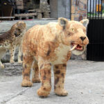 Simulation Fiberglass Saber-toothed Tiger Fur Model - Image 3