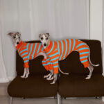Knitted Contrast Color Stretch Four-legged Pet Clothing Pet
