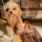 Vintage Plaid Pet Sweater Cat Clothes - Image 3
