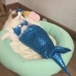 Cat Mermaid Costume Creative Cat And Dog Costumes Funny Cat Mermaid Costume Cat Mermaid Fishtail Dress Puppy Mermaid Fishtail Dress Pet Mermaid Costume Humor Funny Photo Props - Image 6
