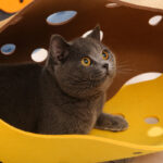 Shape-shifting Cat Nest Rolling Ground Totoro Tunnel Felt - Image 2